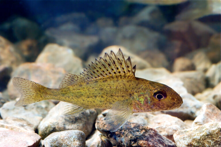 Ёрш обыкновенный (Gymnocephalus cernua)