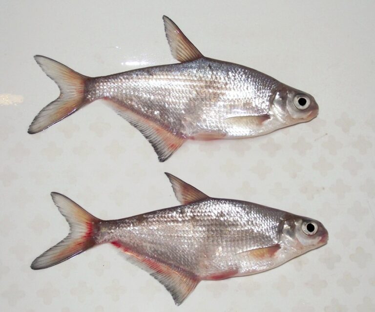 Белоглазка (Ballerus sapa)