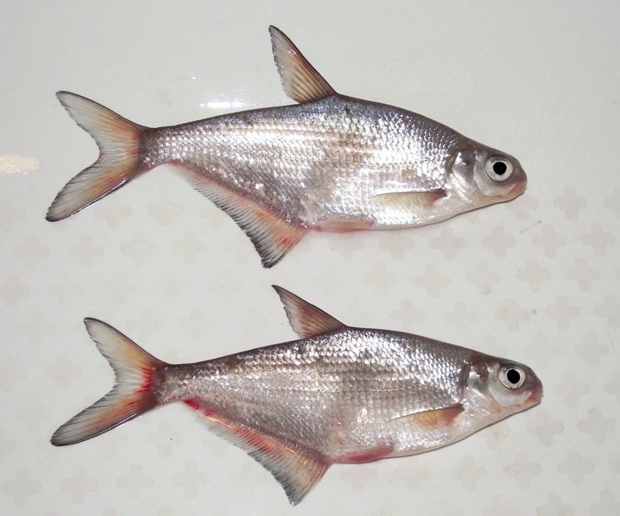 Белоглазка (Ballerus sapa)