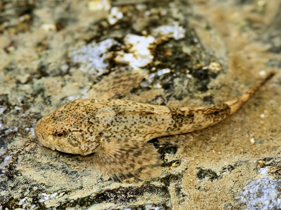 Бычок-подкаменщик (Cottus gobio)