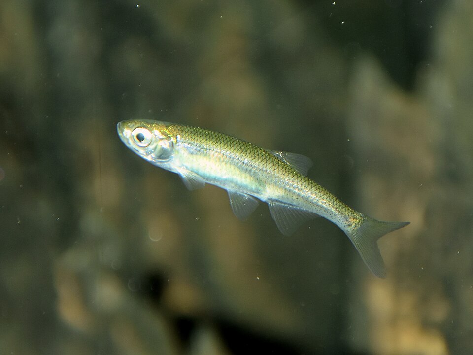 Верховка (Leucaspius delineatus)