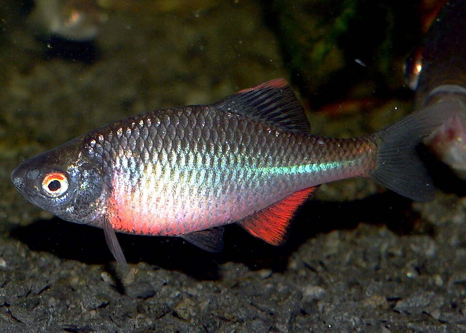 Горчак (Rhodeus amarus)