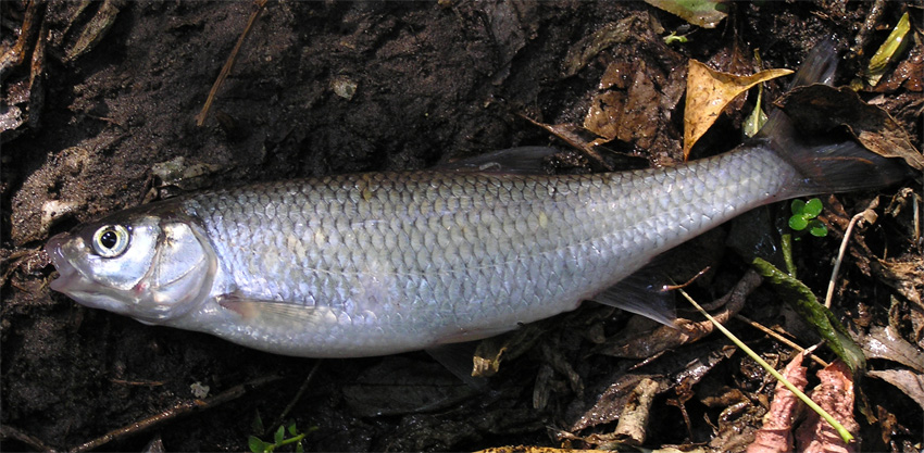 Елец (Leuciscus leuciscus)