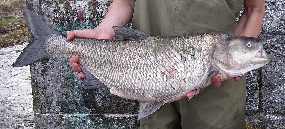 Жерех (Leuciscus aspius)