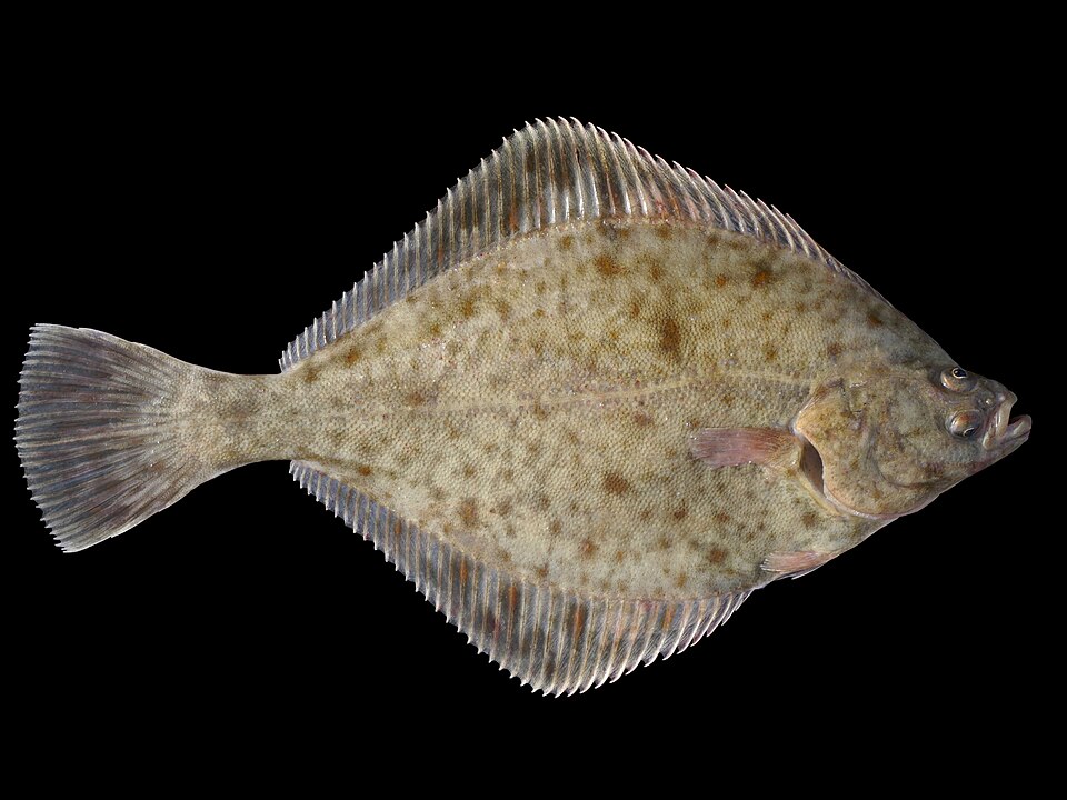 Камбала (Platichthys flesus)