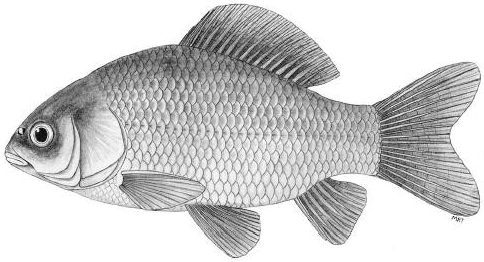 Карась золотой (Carassius carassius)
