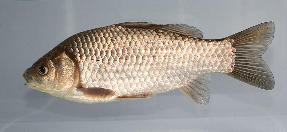 Карась серебряный (Carassius gibelio)