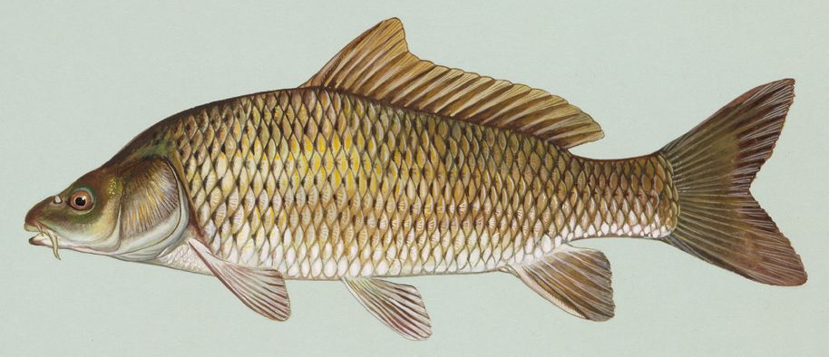 Карп (Cyprinus carpio)