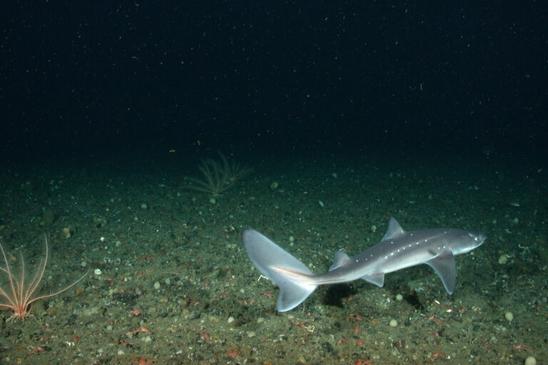 Катран (Squalus acanthias)