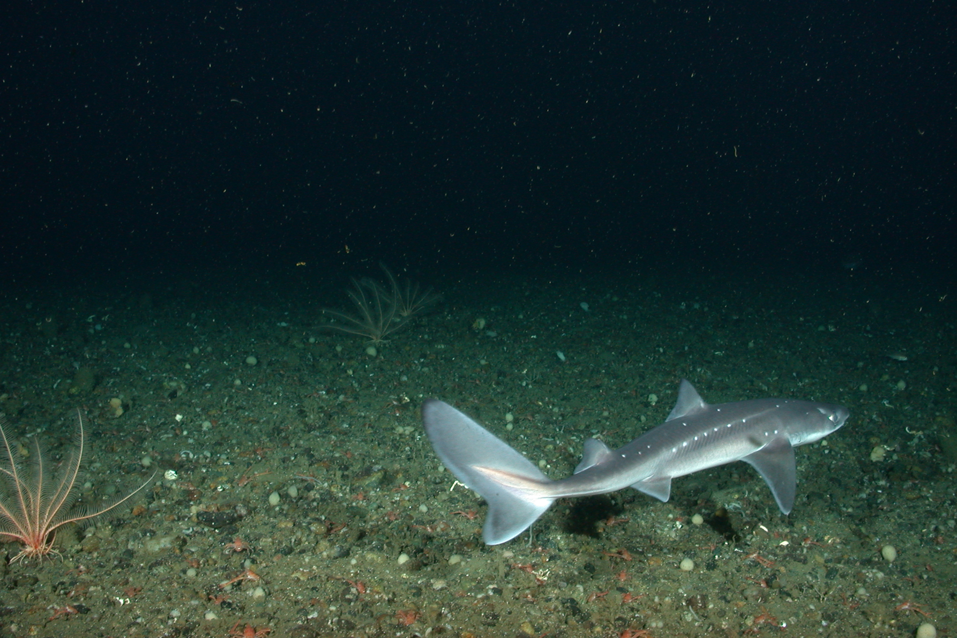 Катран (Squalus acanthias)
