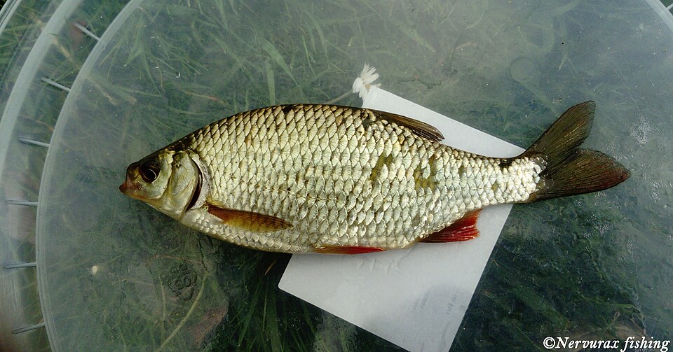 Краснопёрка (Scardinius erythrophthalmus)