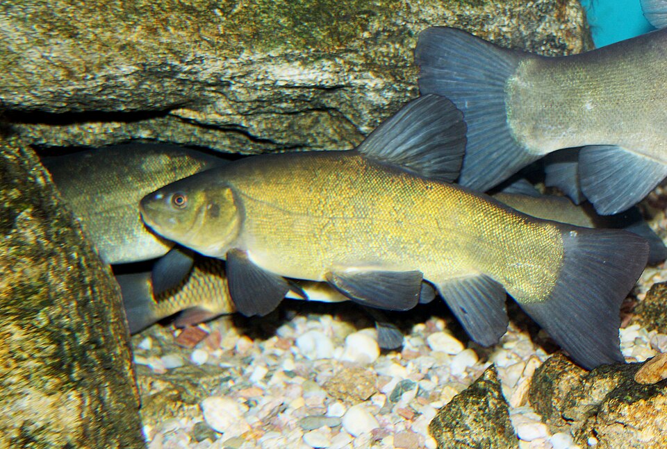 Линь (Tinca tinca)