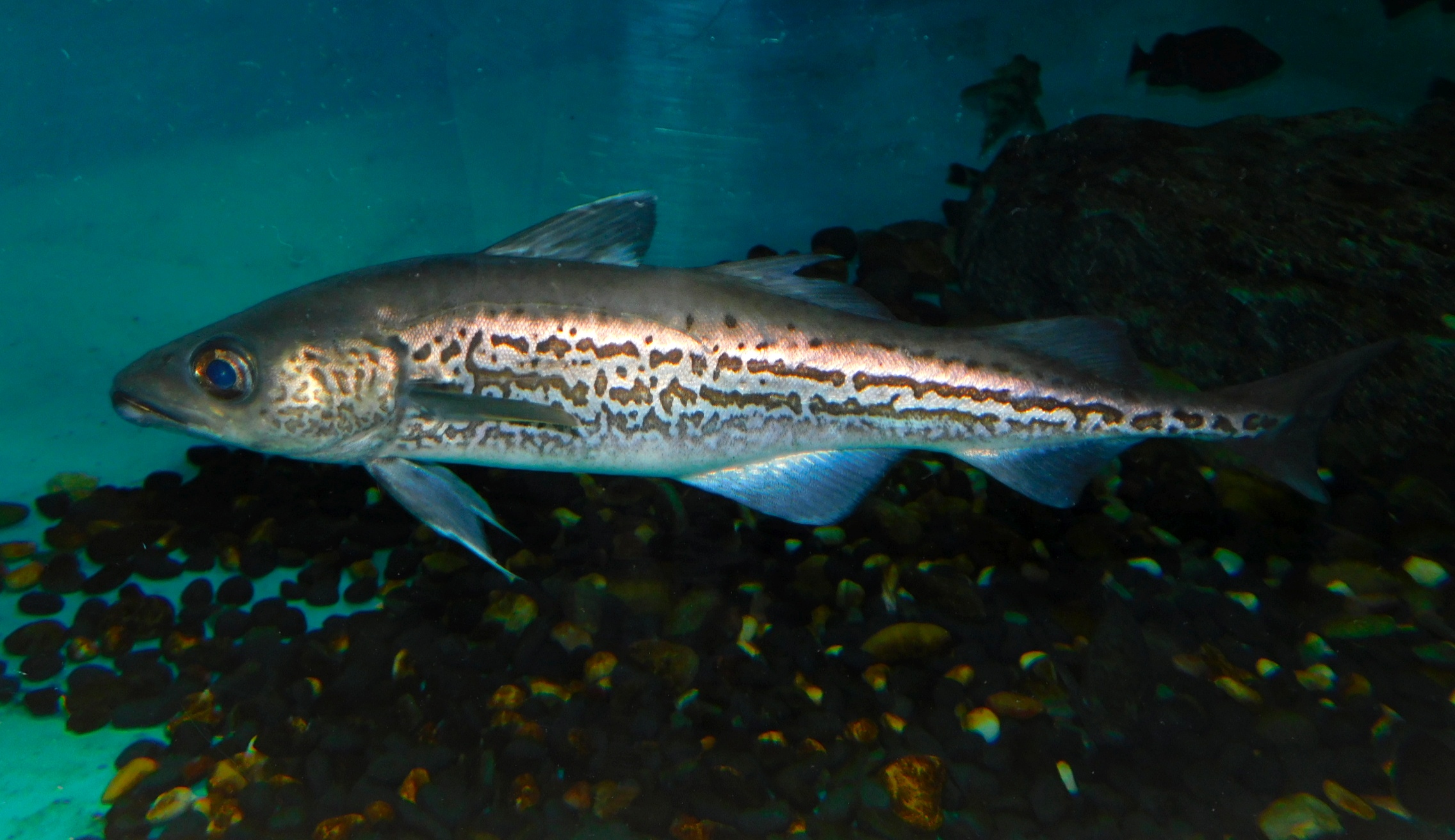 Минтай (Gadus chalcogrammus)
