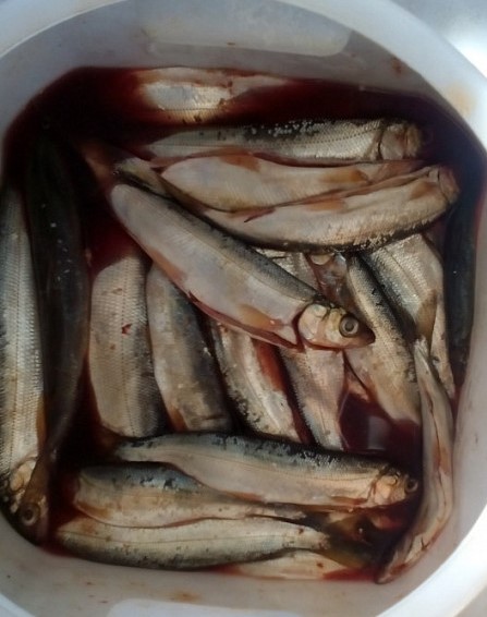 Омуль (Coregonus migratorius)