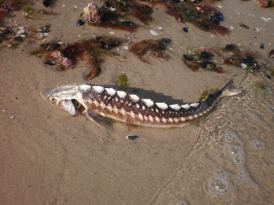 Осётр русский (Acipenser gueldenstaedtii)
