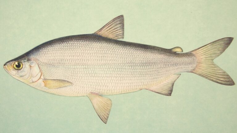 Пелядь (Coregonus peled)