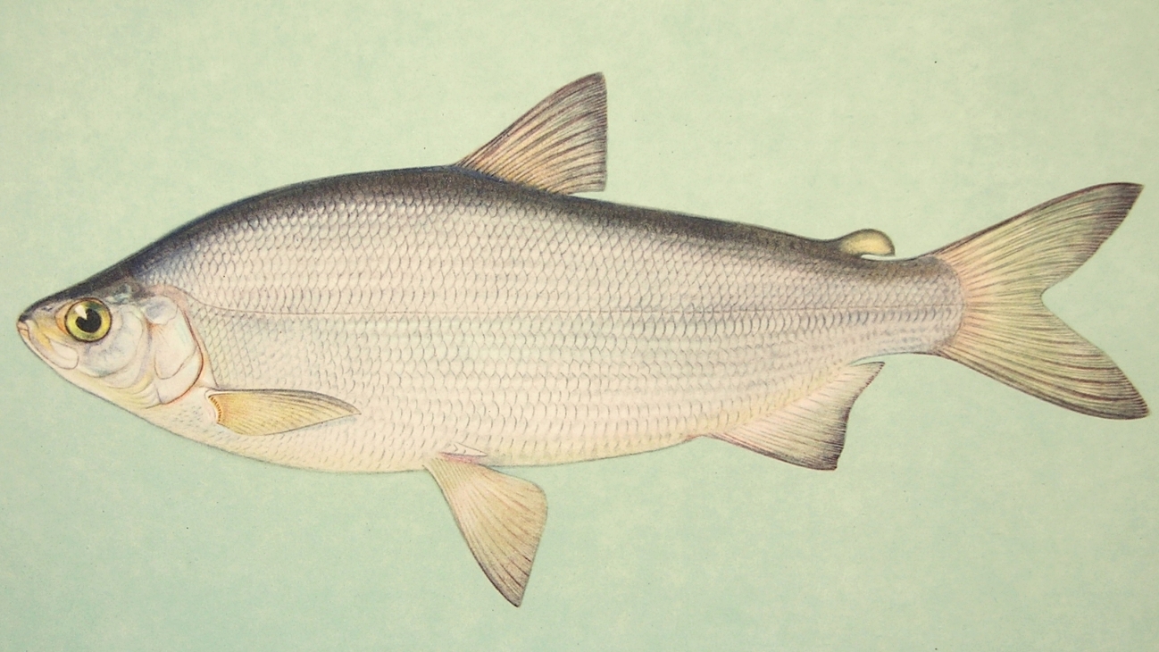 Пелядь (Coregonus peled)