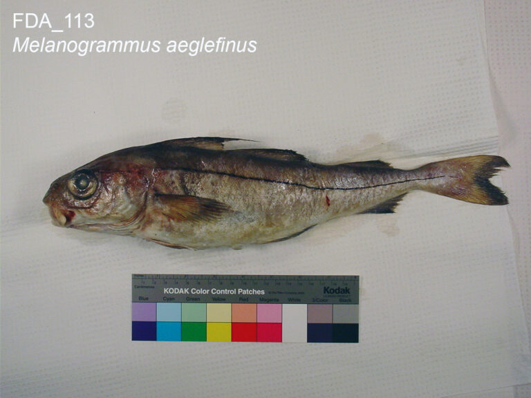 Пикша (Melanogrammus aeglefinus)
