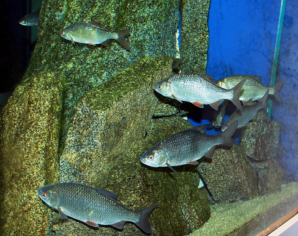 Плотва (Rutilus rutilus)