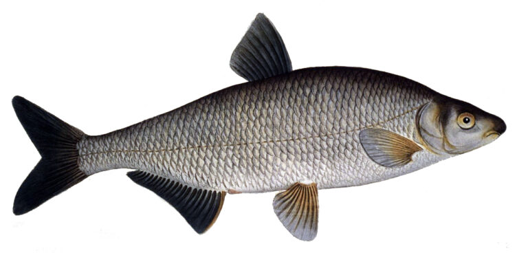 Рыбец (Vimba vimba)
