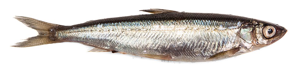 Ряпушка (Coregonus albula)
