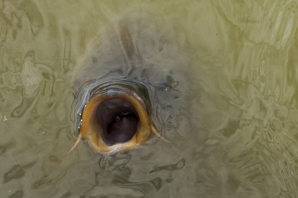 Сазан (Cyprinus carpio)