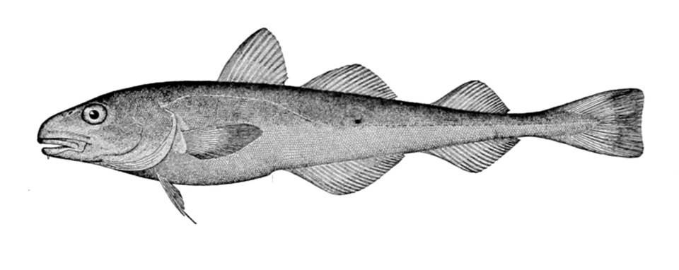 Северная навага (Eleginus nawaga)