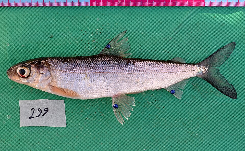 Сиг (Coregonus lavaretus)