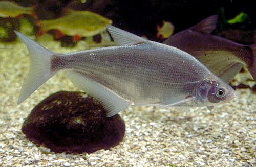Синец (Ballerus ballerus)