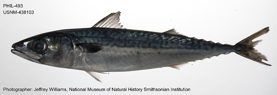 Скумбрия (Scomber japonicus)