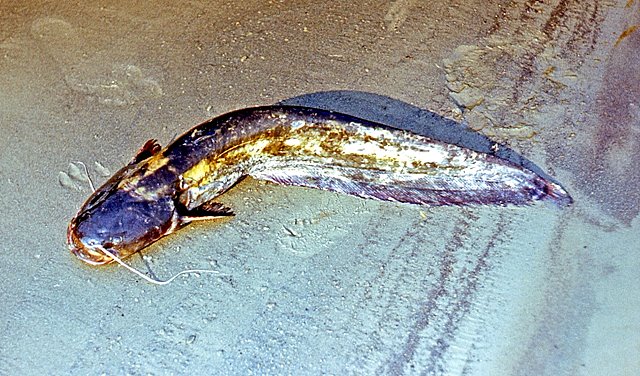 Сом (Silurus glanis)