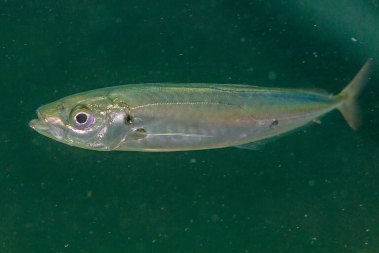 Атлантическая ставрида (Trachurus trachurus)