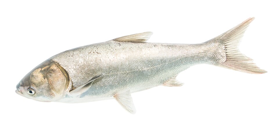 Толстолобик белый (Hypophthalmichthys molitrix)