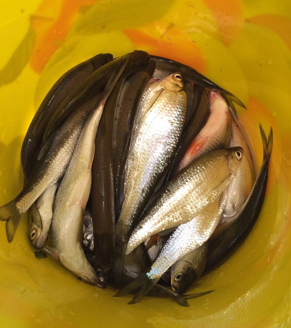 Уклейка (Alburnus alburnus)