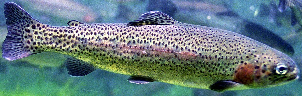 Форель радужная (Oncorhynchus mykiss)