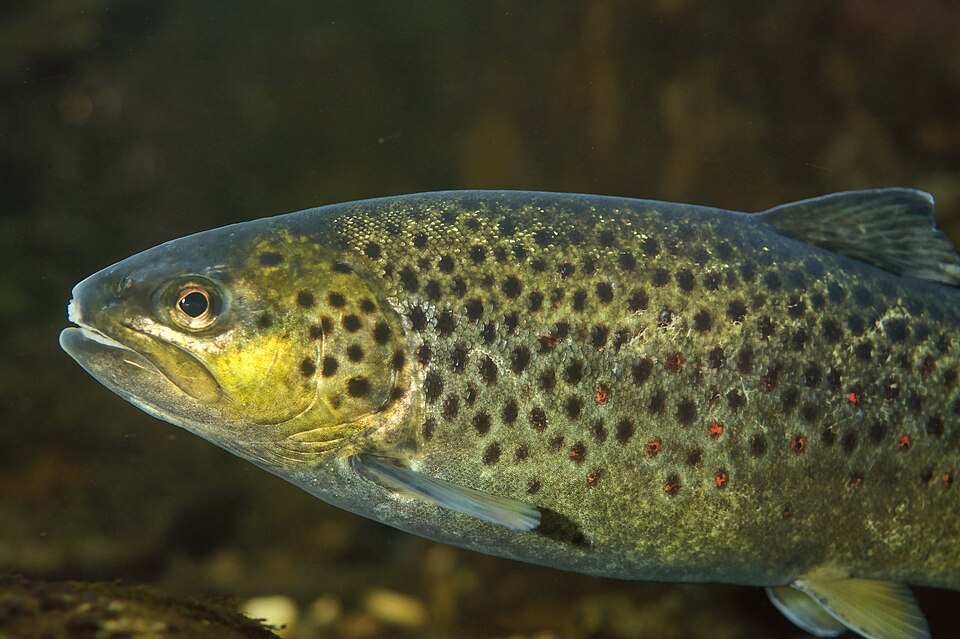 Форель ручьевая (Salmo trutta fario)