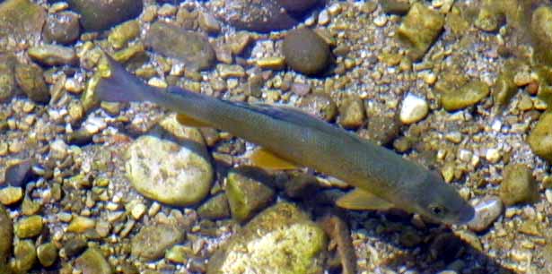 Хариус (Thymallus thymallus)