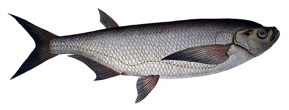 Чехонь (Pelecus cultratus)