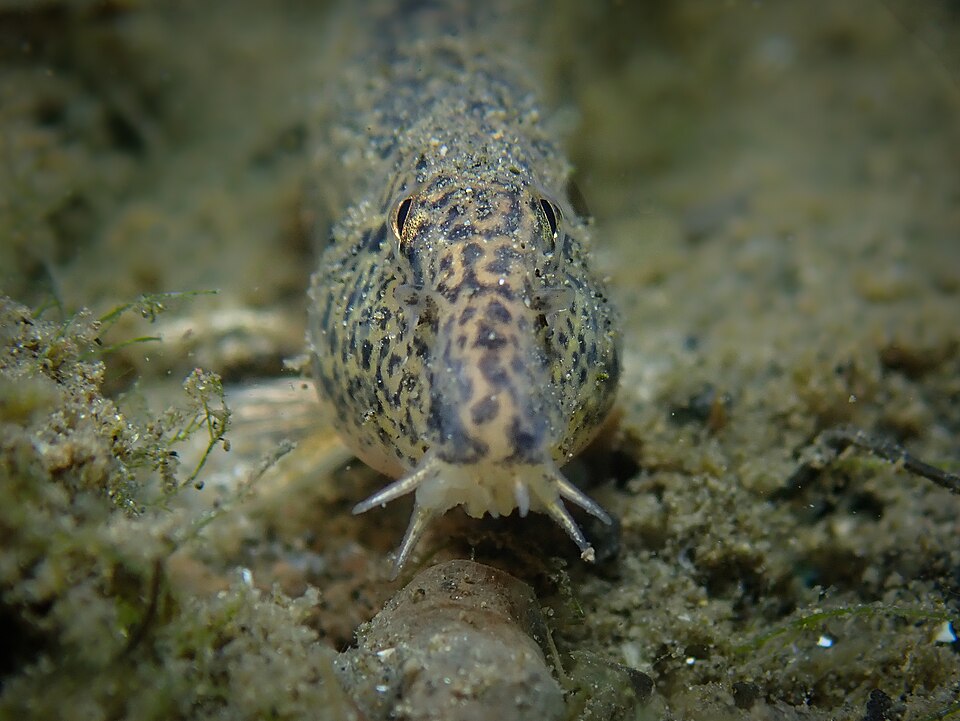 Щиповка обыкновенная (Cobitis taenia)
