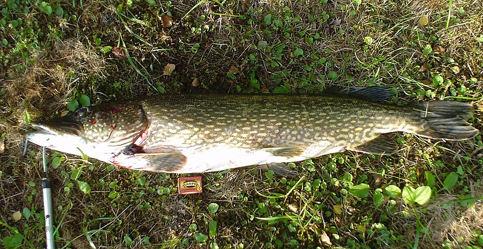 Щука (Esox lucius)