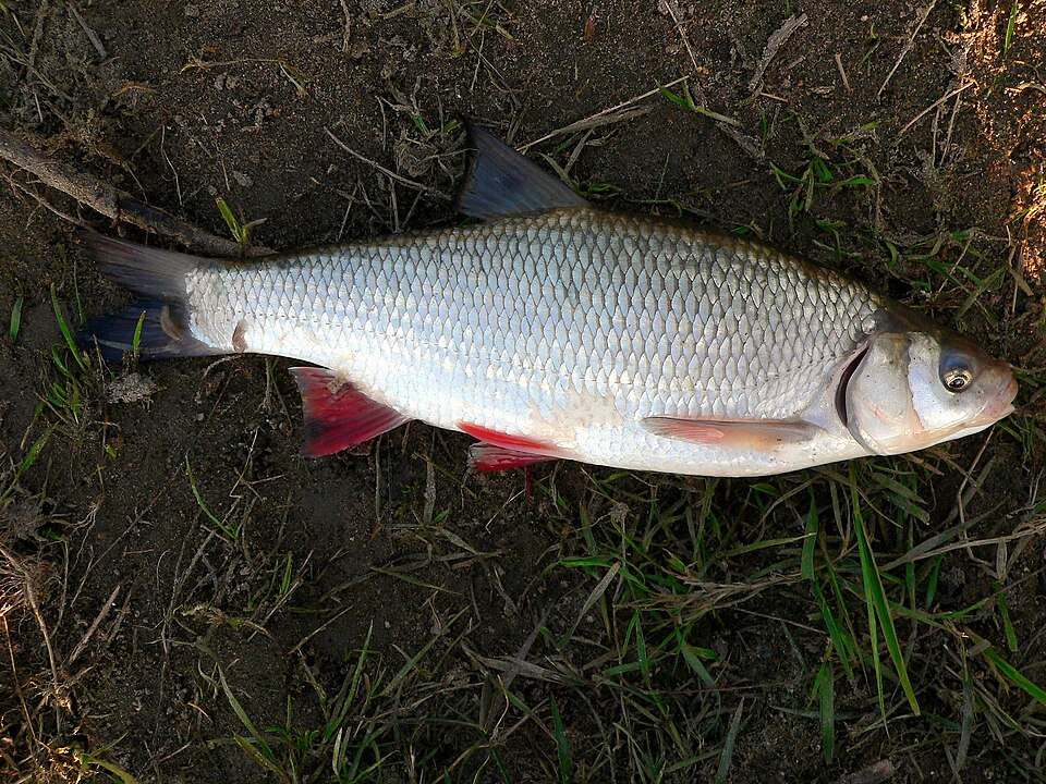 Язь (Leuciscus idus)